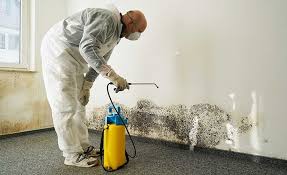 Why You Should Choose Our Mold Remediation Services in Peridot, AZ